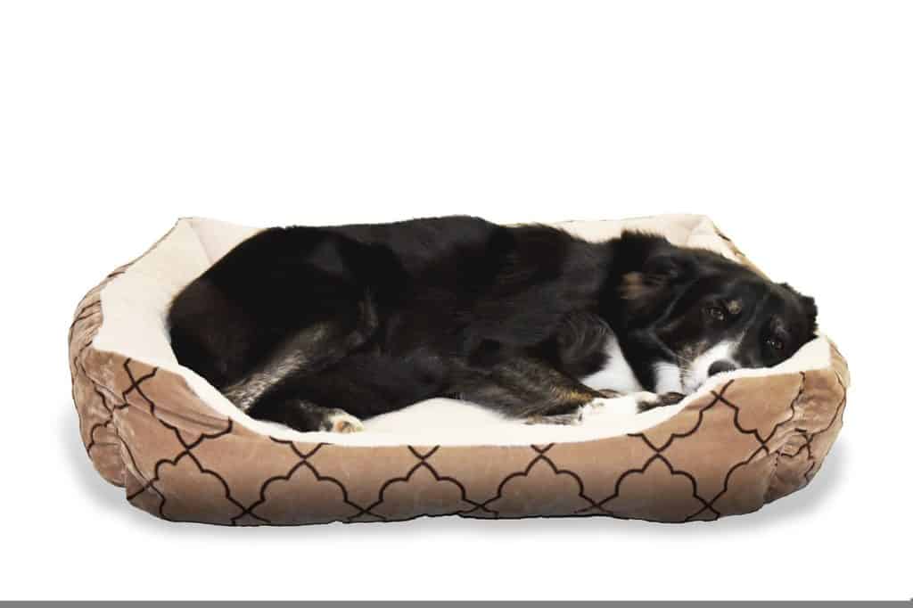 מיטת כלב